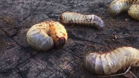 white big grubs moving on a wood