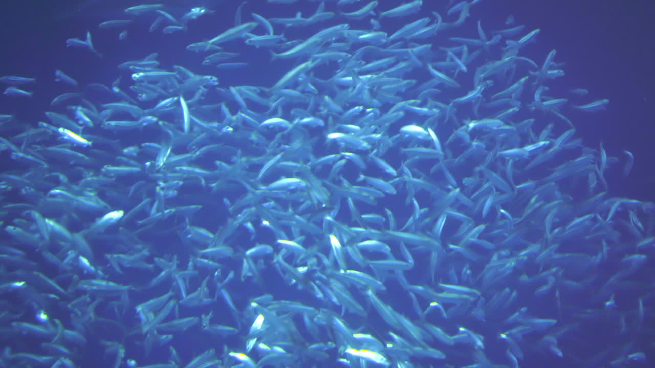 Pacific Bonito School and Break Apart in Frenzy