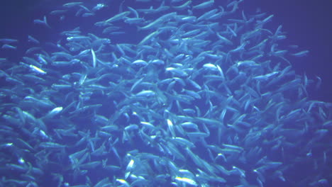 pacific bonito school and break apart in frenzy