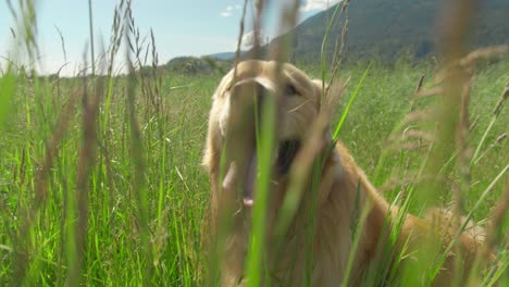 golden retriever dog stands in a field of tall grass beside a country road, and then begins exploring