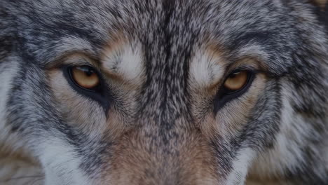 close-up of a wolf's face