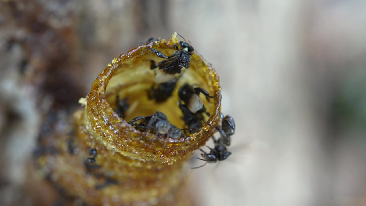 A macro video of stingless bees going in and out of their wax entrance pipe that leads to their bee colony inside the tree trunk.