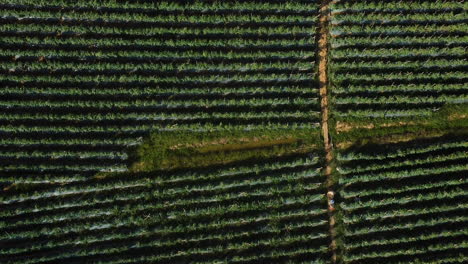 Antena-De-Arriba-Hacia-Abajo-Del-Campo-De-Tomate-Con-Trabajo-Agrícola-Recogiendo-Verduras-Orgánicas-Frescas-En-Una-Granja-Remota-En-Asia