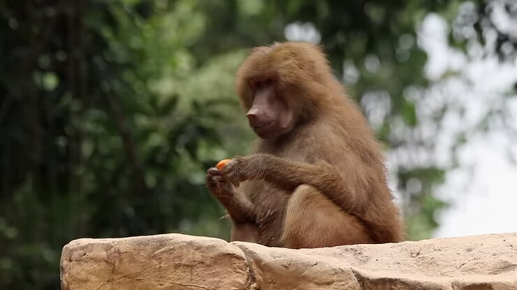 Baboon on clift eating fruits