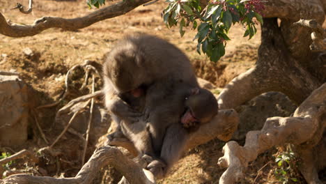 wild snow monkey taking care of her child and picking fleas insects off her child under a tree on a sunny day