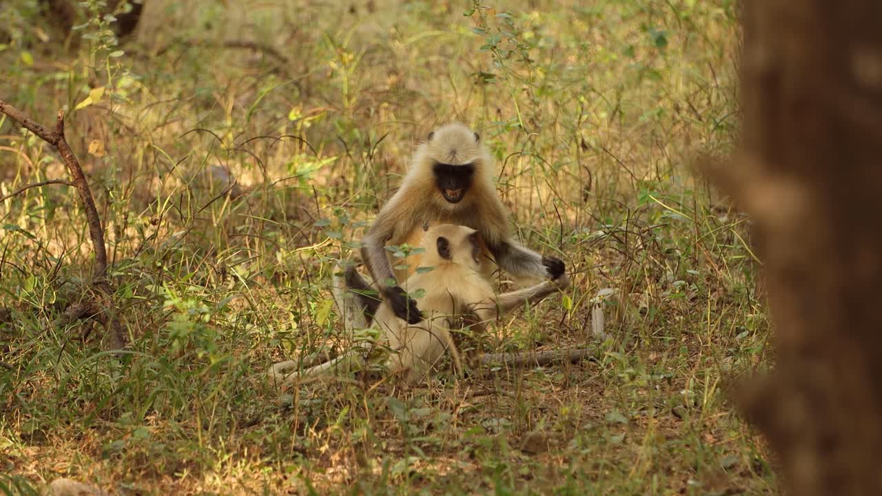 el langur gris (semnopithecus), también llamado hanuman langur es un género de monos del viejo mundo nativos del subcontinente indio. parque nacional de ranthambore sawai madhopur rajasthan india