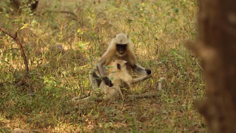 gray langur (semnopithecus), also called hanuman langur is a genus of old world monkeys native to the indian subcontinent. ranthambore national park sawai madhopur rajasthan india