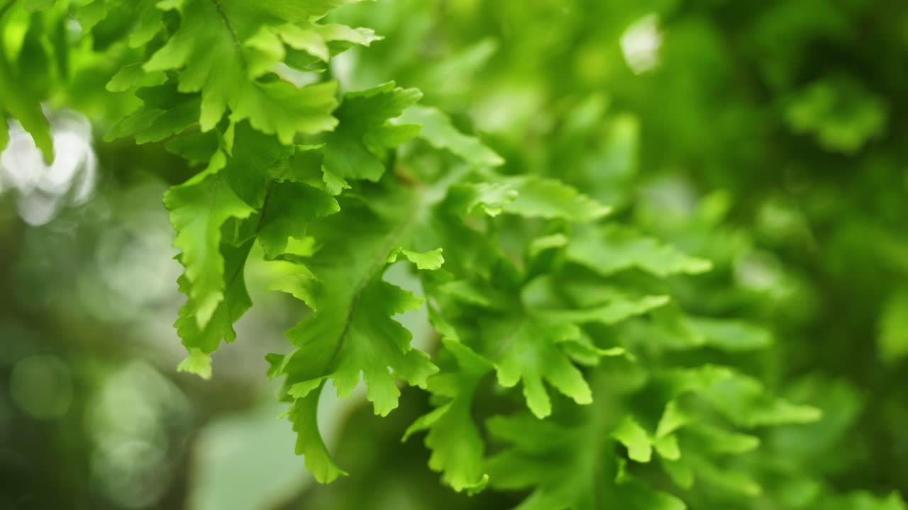 초록색 페른 잎의 클로즈업