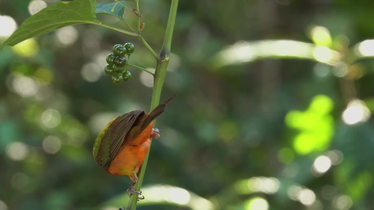 여러 가지 빛깔의 새 숲에서 페인트 칠한 멧새 수컷