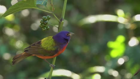 a multicolored bird the painted bunting male in a forest