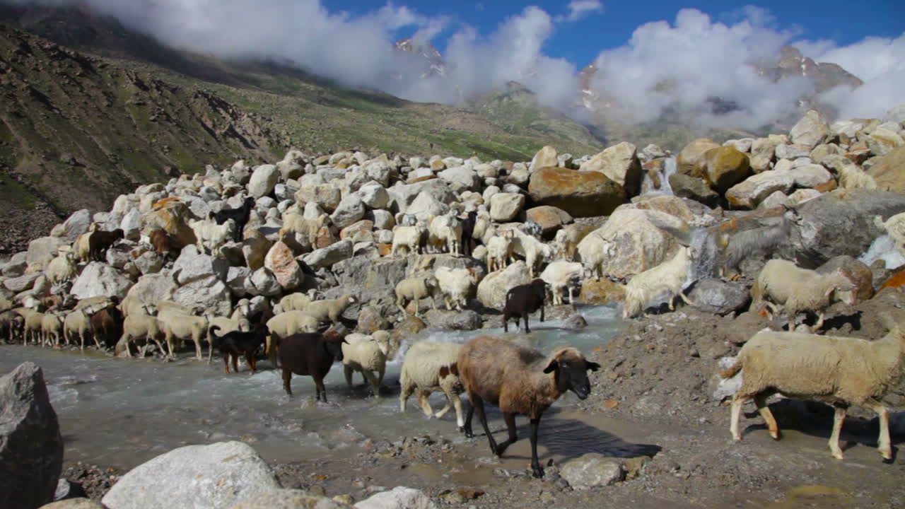 Pecore e capre. Capre di montagna, Valle Spiti, Himachal Pradesh, India