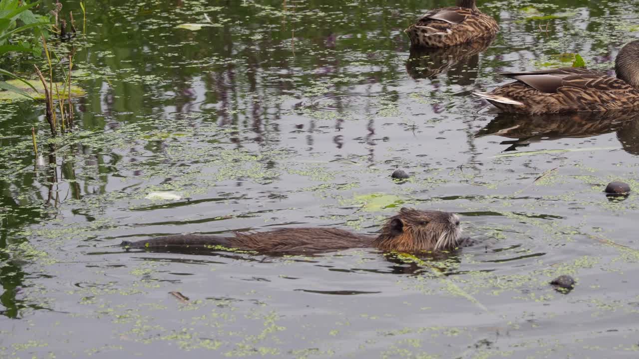 una nutria nada a través de un lago en busca de comida
