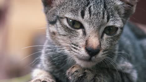 nahaufnahme einer katze, die im garten ruht