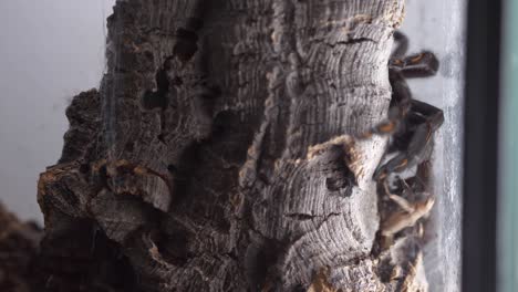 Tarantula Venezuelan Suntiger aggressive attack on cricket close up