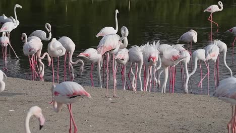 hd videos de vida silvestre, flamenco rosado del caribe en el santuario de vida salvaje de ras al khor, una reserva de humedales en dubái, emiratos árabes unidos, videos de flamencos.