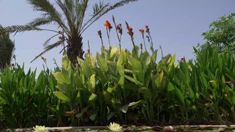 Low-Angle-View-Across-Small-Water-Lily-Pond-With-Pan-Up-To-Reveal-Orange-Flowers