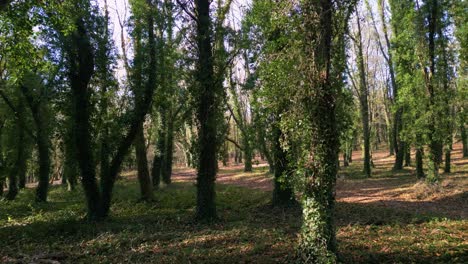 Woods-With-Tree-Trunks-Covered-In-Vines-During-Daylight