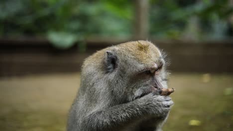 Slow-Motion-Handheld-shot-of-one-of-the-beautiful-Balinese-Long-Tailed-Monkeys-at-the-Sacred-Monkey-Forest-in-Bali,-Indonesia