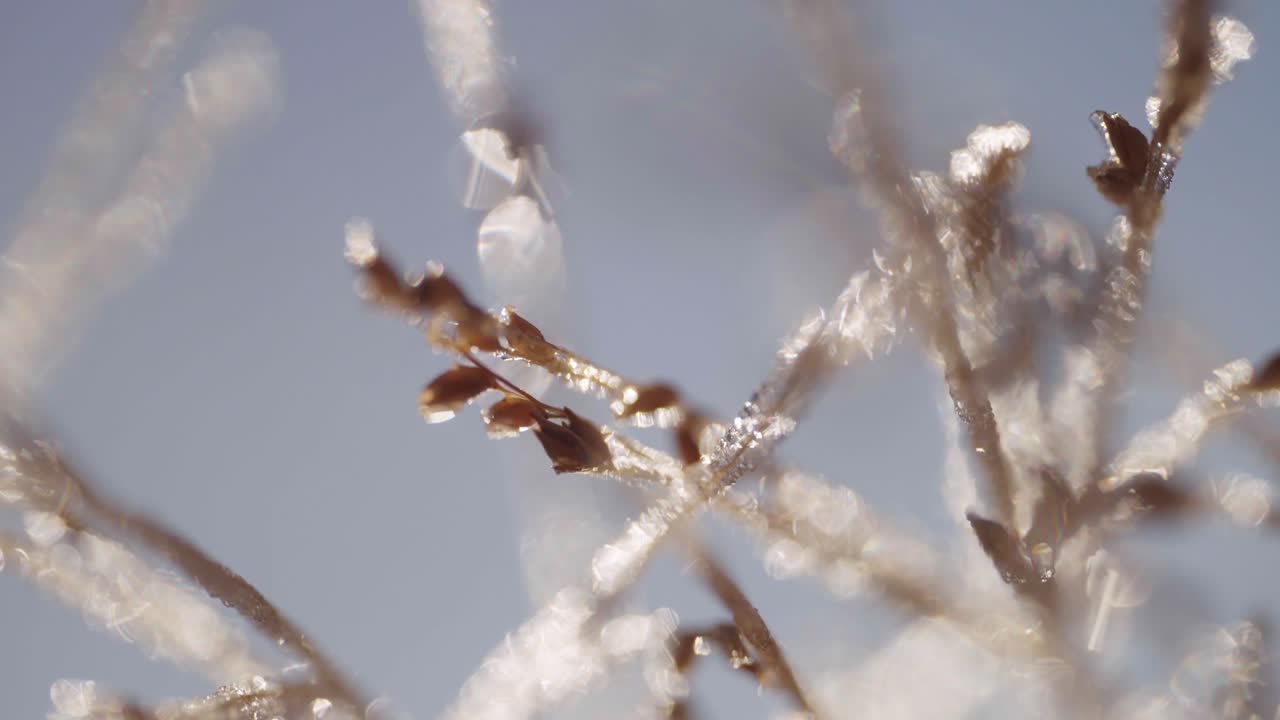 Close up of Frozen Grass