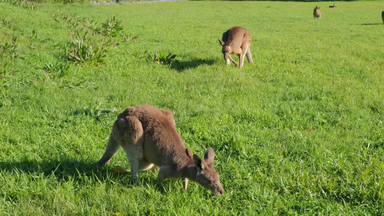 Group Of Kangaroos Eating Grass In The Field In Queensland, Australia - Wide Shot