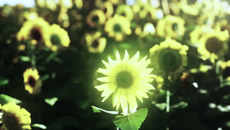 sunflower field during the sunset