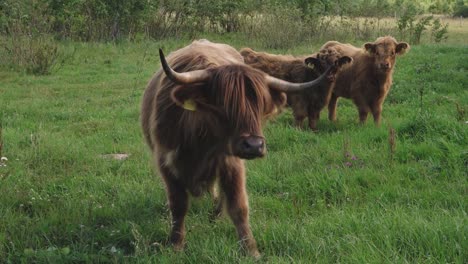 highland cattle is on meadow