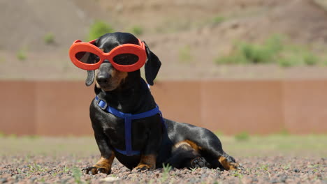 um doce e relaxado dachshund em miniatura sentado com óculos de sol engraçados