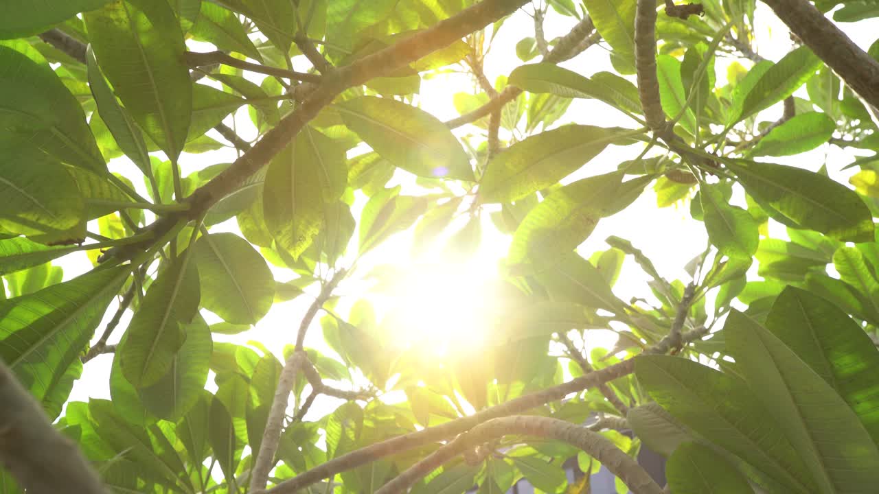The glow of the sun flare appears behind tree leaves in an open public place at noon, it is a quiet and relaxing time in an open public park in Cairo, Egypt