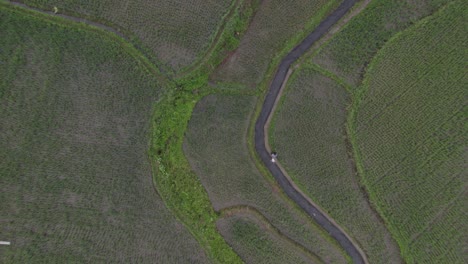 Top-down-of-local-farmer-walking-next-to-small-stream-in-rice-paddies,-aerial