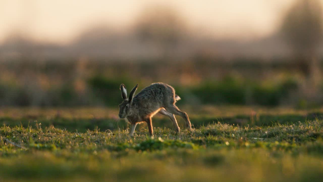 Hare in a Field at Sunrise/Sunset