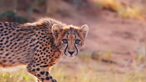 cheetah cub in the african savannah