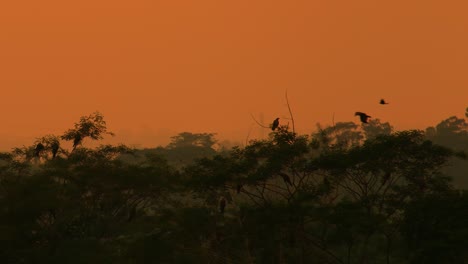 Adler-Ruht-Auf-Silhouette-Tropischen-Regenwald-Geschichteten-Wald-Unter-Brennenden-Orange-Sonnenuntergang-Skyline