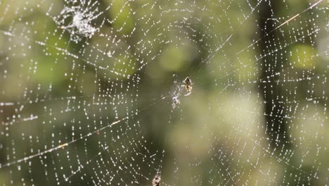 Raindrops-on-the-spider-web.-Cobwebs-in-small-drops-of-rain.