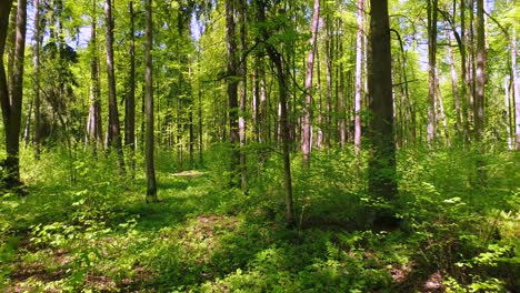 flying between the trees in the spring forest.