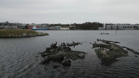 Aerial-arc-of-cormorant-sea-birds-sitting-on-rocks-in-Stavanger-Harbor