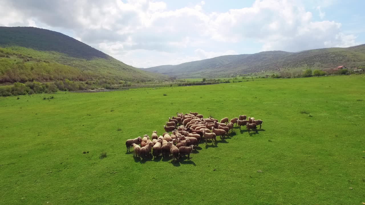 Vista aerea di un campo agricolo con un gregge di pecore al pascolo e in movimento. 50 FPS