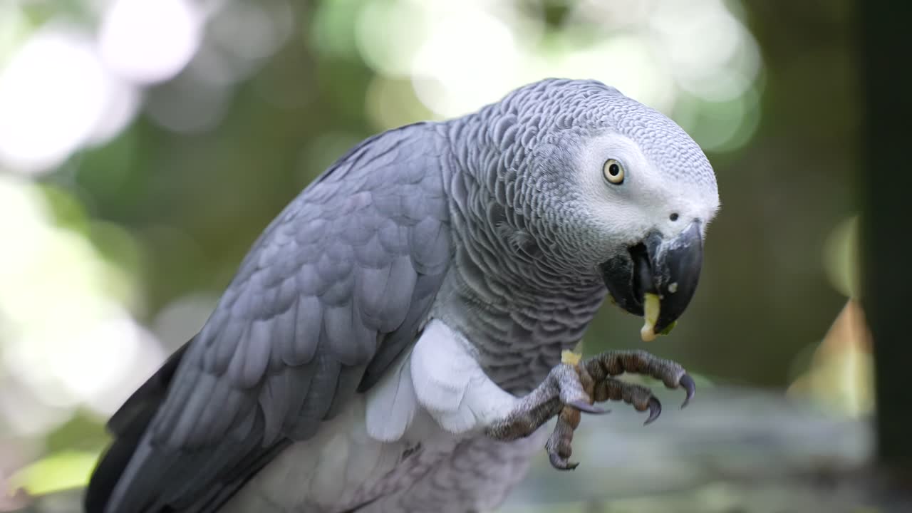 loro gris africano comiendo fruta - cámara lenta
