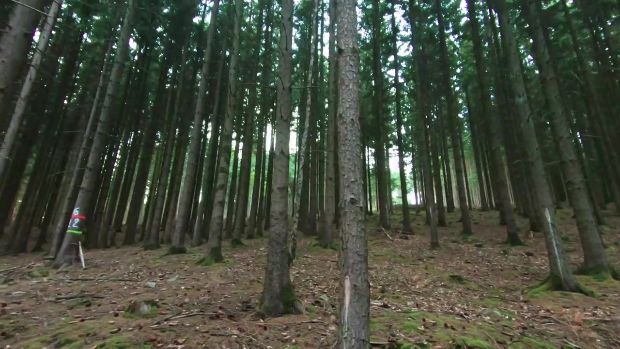 Widok między rzędami wysokich drzew, 4K, 50 kl./s