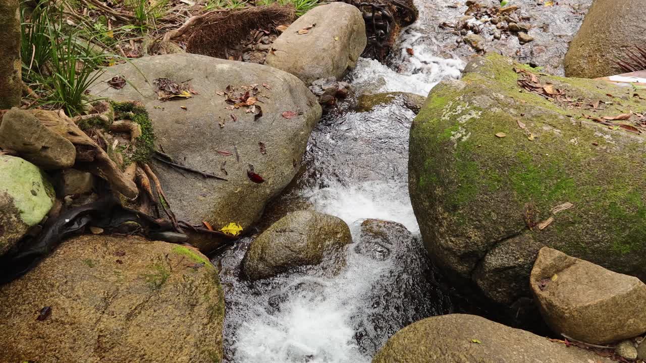 A serene stream flows over moss-covered rocks in the lush Daintree Rainforest, captured with natural lighting and steady camera work