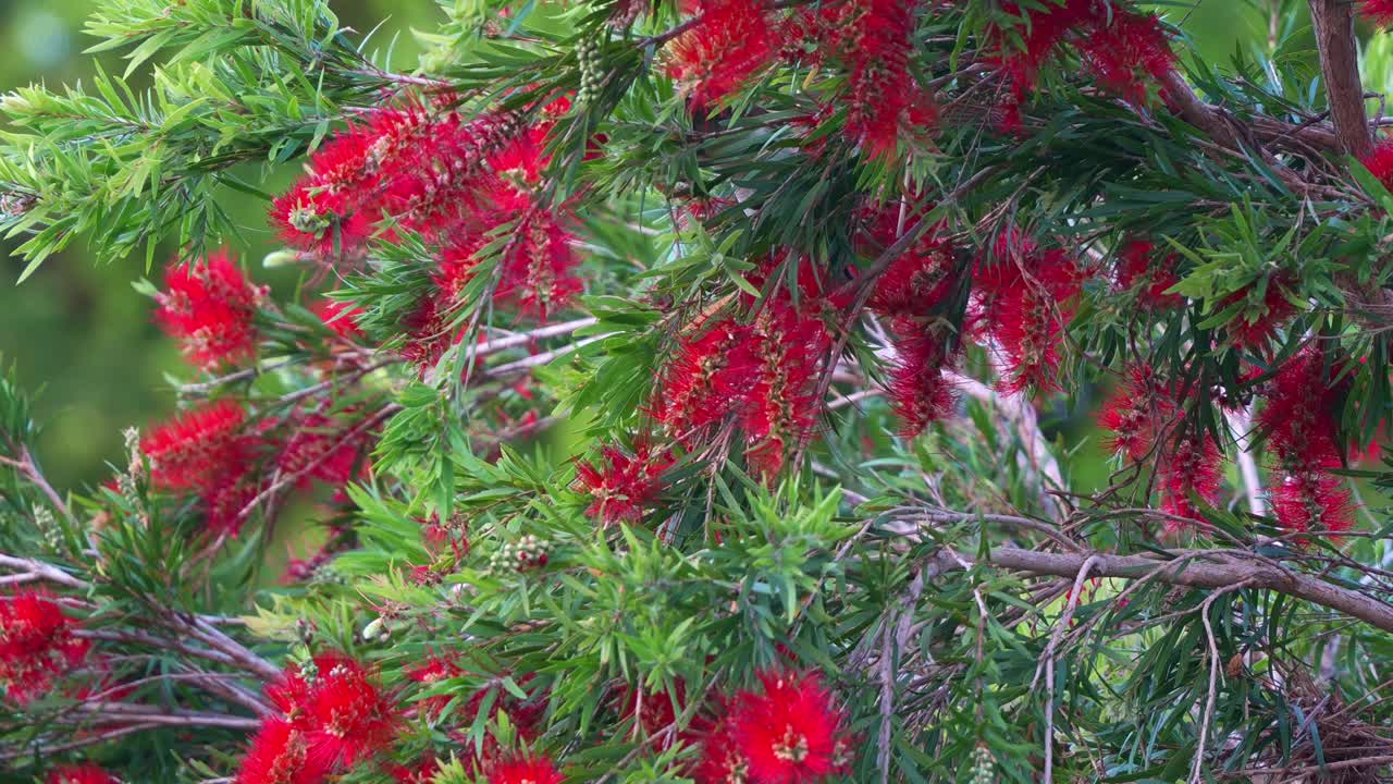 Close-up of a Bottlebrush Plant