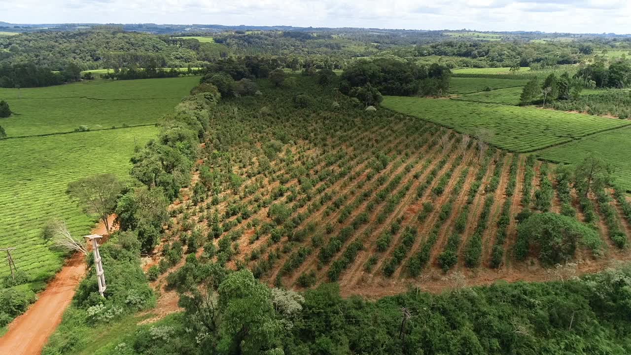 Drone approaches a stunning yerba mate field, providing a captivating view of the lush and vibrant plantation in Argentina, where this cherished South American herb thrives