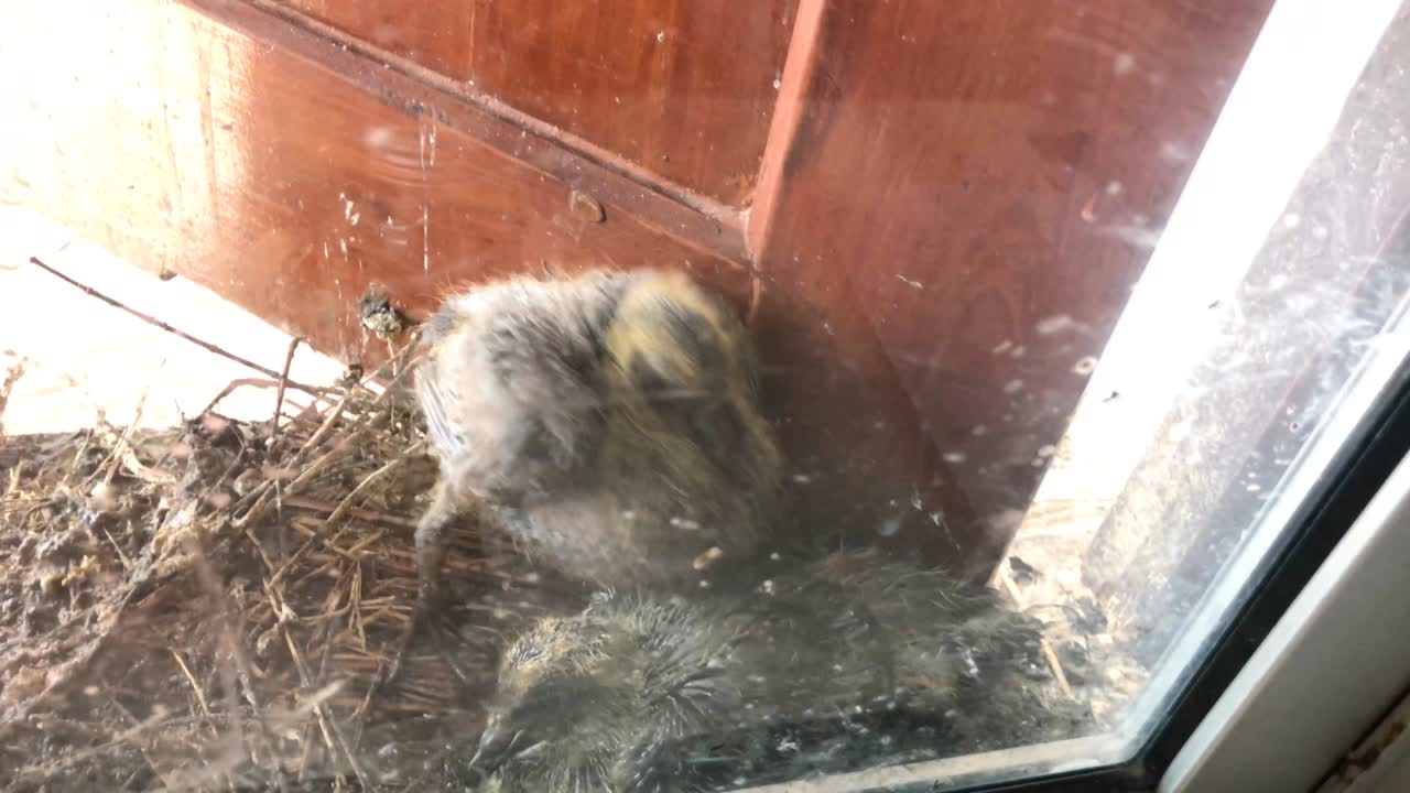 둥지 에 있는 두  의 비둘기 새끼