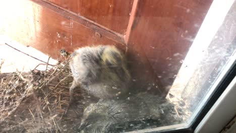 pair pigeon chicks in the nest