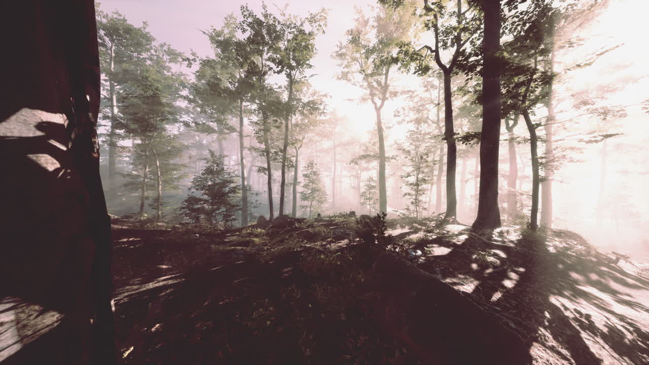 escena de vuelo fpv del bosque de la temporada de otoño cinematográfica