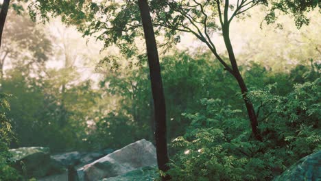 fog in the mysterious rainforest