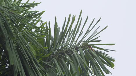 Un-Pájaro-Oropéndola-Lleva-Hierba-En-Su-Pico-Mientras-Vuela-Y-Aterriza-En-El-Borde-De-Un-árbol,-Siguiendo-El-Tiro