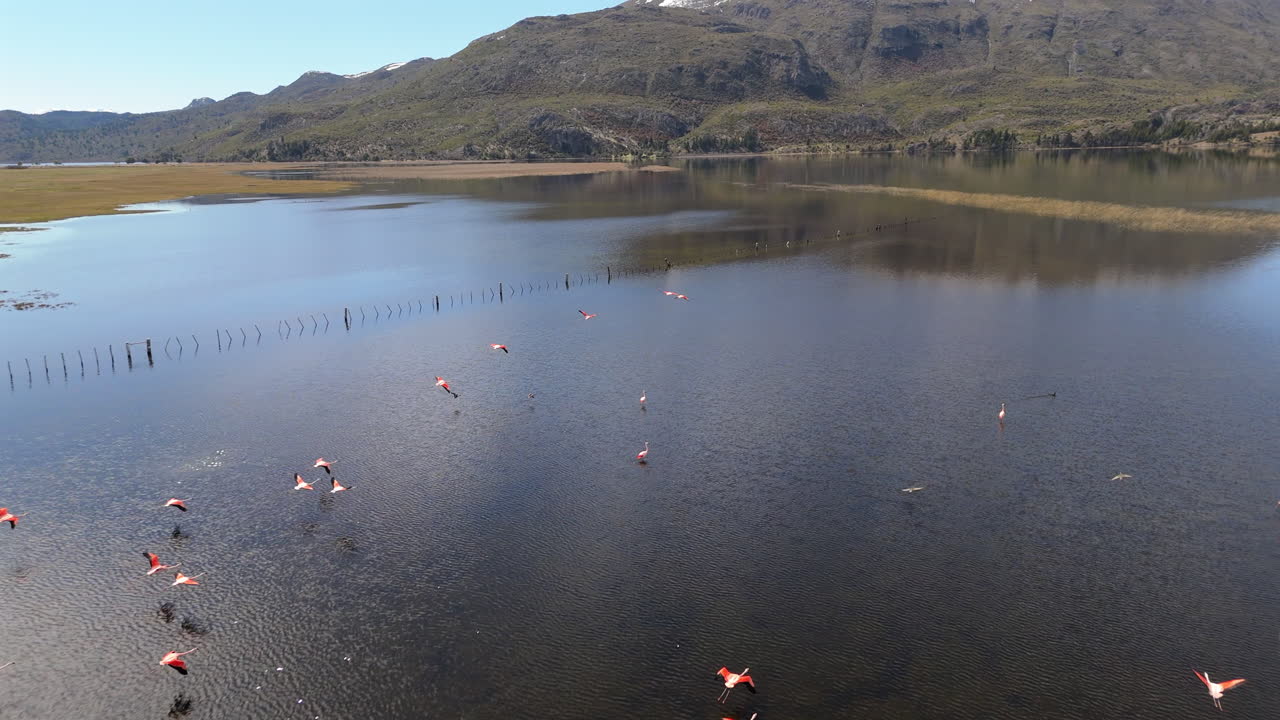 Pink flamingos fly close to lake water, Aerial Patagonian Landscape, valley bellow mountains of South America
