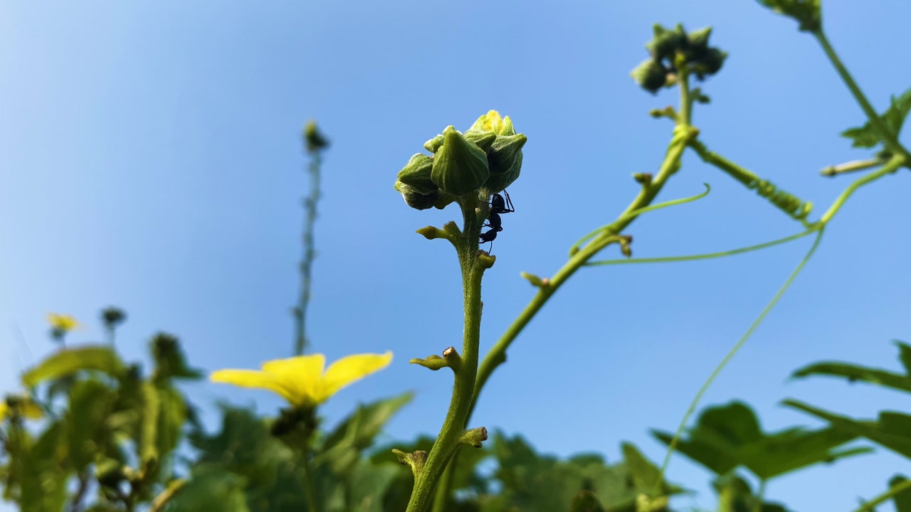 Black Carpenter ant on budding flower stem in garden against blue sky - nature in Bangladesh.
