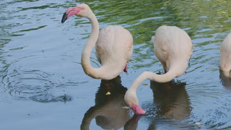 three flamingoes stand in shallow water, dipping their heads to drink and feed. natural daylight illuminates the tranquil zoo environment with gentle ripples