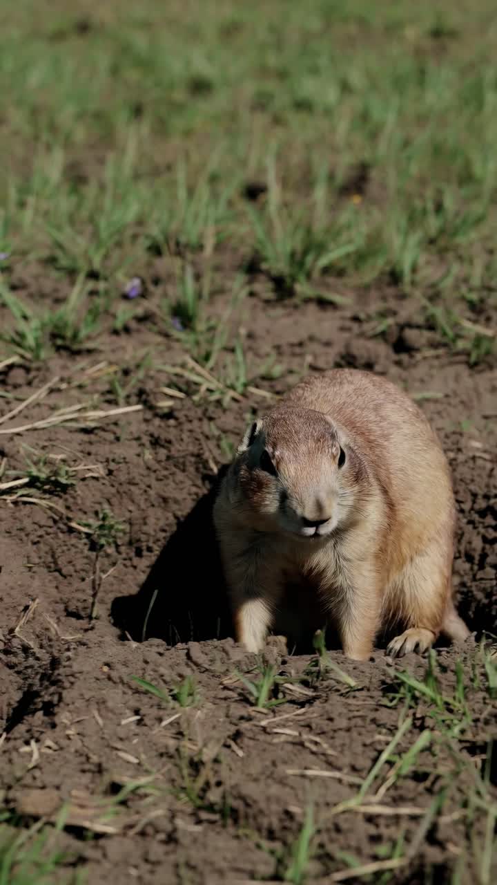 A close-up, eye-level shot of a prairie dog emerging from its burrow in a grassy field